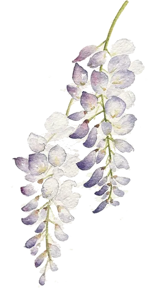 Wisteria Watercolor Floral Art PNG image