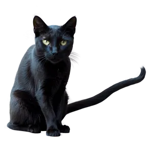 Witch Black Cat PNG 05062024