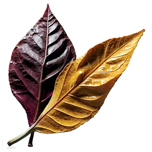 Withered Fall Leaf Png Nim77 PNG image