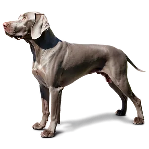 Woebegone Weimaraner PNG 93 PNG