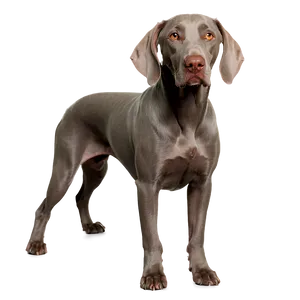 Woebegone Weimaraner PNG Dws45 PNG