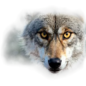 Wolf Eyes Artwork Png 81 PNG image