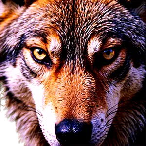 Wolf Eyes Gaze PNG Ymy61 PNG
