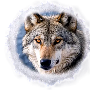 Wolf Eyes In Snow Png Cad56 PNG image