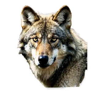 Wolf Eyes In The Wild PNG Jck PNG