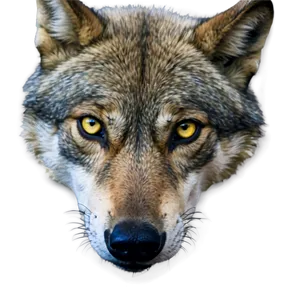 Wolf Eyes In The Wild PNG Ltg66 PNG