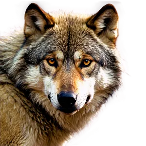 Wolf Eyes Profile PNG Gjd