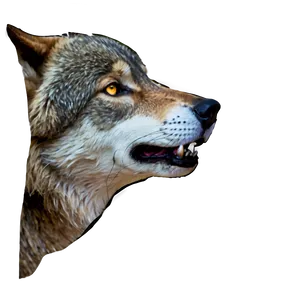 Wolf Eyes Profile PNG Wia PNG