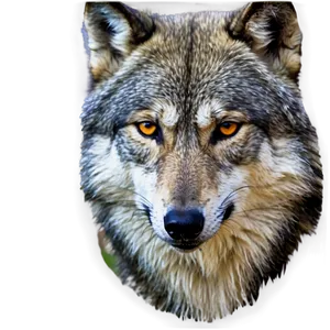 Wolf Eyes With Reflection PNG 98