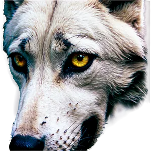 Wolf Eyes With Tears Png 06292024 PNG image