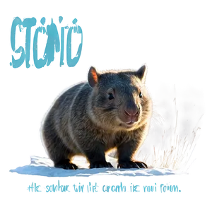 Wombat Adventure PNG Sqm