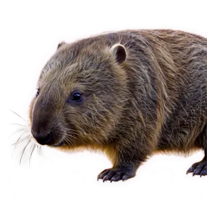 Wombat And Friends Png 24 PNG image