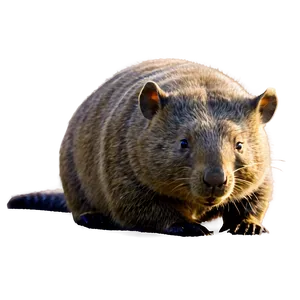 Wombat C