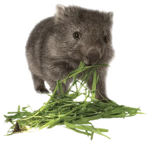 Wombat Eating Greens PNG image