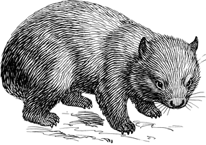Wombat Illustration Blackand White PNG