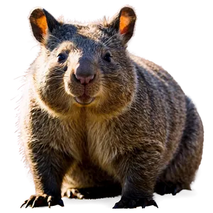 Wombat In The Sunshine Png 78 PNG image