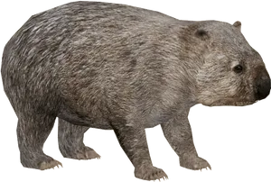 Wombatin Profile PNG