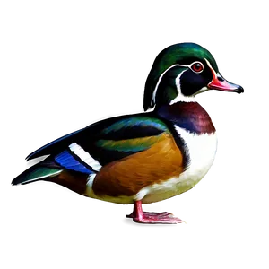 Wood Duck PNG 05032024