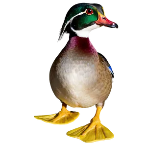 Wood Duck PNG 87