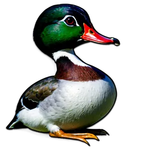 Wood Duck PNG Sha72