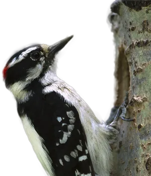 Woodpecker Clinging To Tree PNG