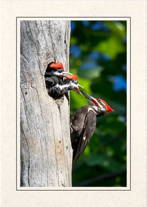 Woodpecker Feeding Chicksin Tree PNG image