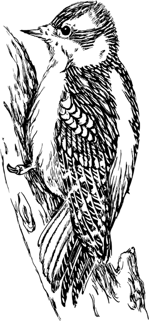Woodpecker_ Sketch_ Artwork.png PNG