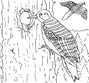 Woodpeckerin Action Line Art PNG
