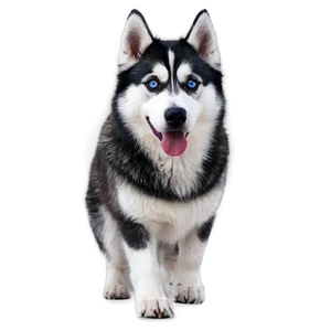Wooly Siberian Husky PNG Qho