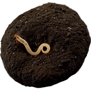 Worm In Soil Profile PNG 05242024 PNG