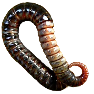 Worm On A Hook Png 13 PNG image