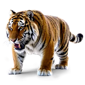 Wrathful Siberian Tiger PNG Via PNG