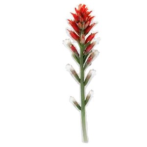 Wyoming State Flower Indian Paintbrush PNG 80 PNG