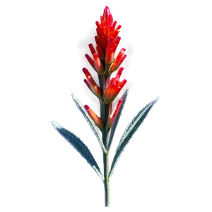 Wyoming State Flower Indian Paintbrush PNG Dnu PNG