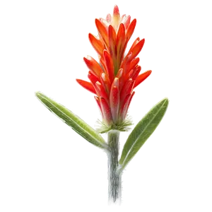 Wyoming State Flower Indian Paintbrush PNG Etg72 PNG