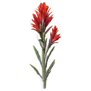 Wyoming State Flower Indian Paintbrush PNG Sdk PNG
