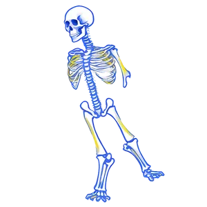 X-ray Bones PNG Jyq8 PNG