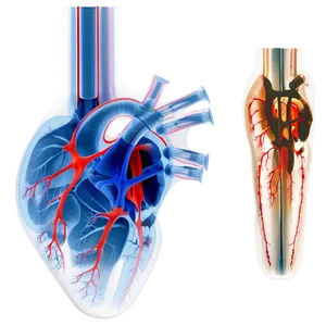 X Ray Heart Image Png 06252024 PNG image