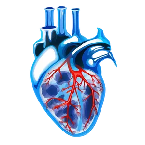 X Ray Heart Image Png 06252024 PNG image