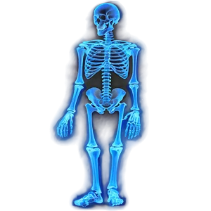 X Ray Skeleton Png 67 PNG image