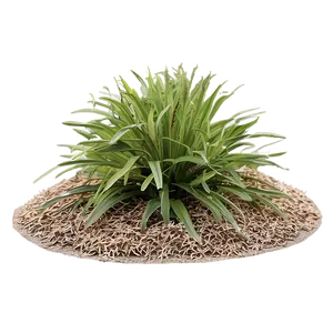 Xeriscaping Shrubs PNG Irt PNG