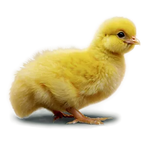 Yellow Baby Chick PNG 4 PNG