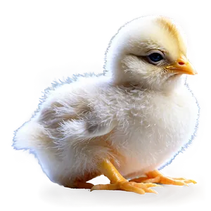 Yellow Baby Chick PNG 96 PNG