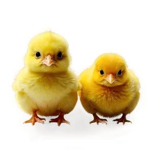 Yellow Baby Chick PNG Ueu PNG