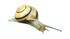 Yellow Banded Snail Black Background PNG image