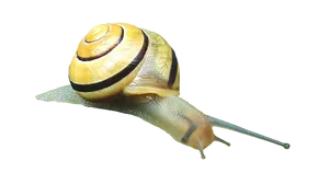 Yellow Banded Snail Isolated PNG image