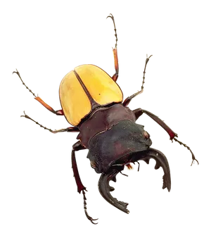 Yellow Black Stag Beetle PNG image