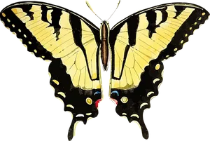 Yellow Black Swallowtail Butterfly
