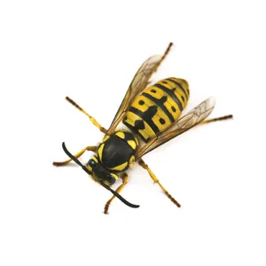 Yellow Black Wasp Isolated PNG image