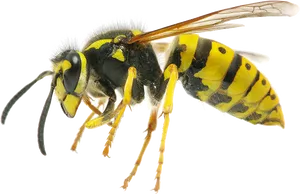 Yellow Black Wasp Side View.png PNG image